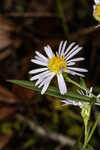 Simmonds' aster